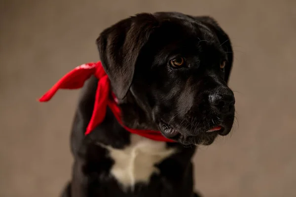 Черный Тростниковый Корсо Собака Красной Банданой Вокруг Шеи Глядя Сторону — стоковое фото