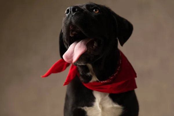 Sedento Cana Corso Filhote Cachorro Saindo Língua Ofegante Olhando Para — Fotografia de Stock