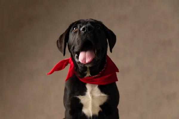 Любопытная Трость Корсо Собака Задыхаясь Торчащий Язык Глядя Вверх Сидя — стоковое фото