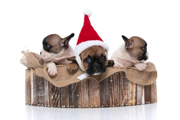 Tres Perros Bulldog Franceses Con Sombrero Navidad Mirando Lado Pie — Foto de Stock