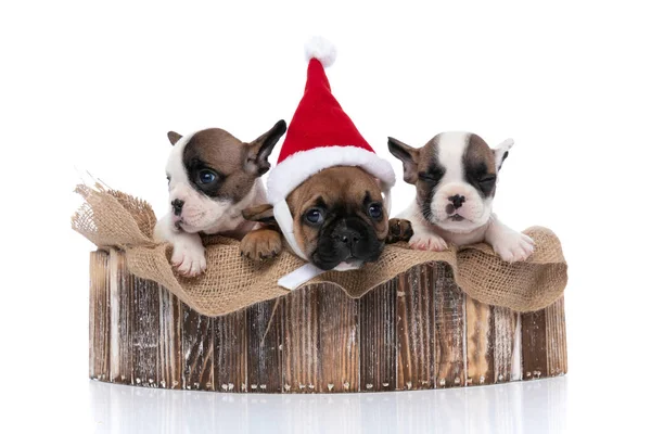 Tres Perros Bulldog Franceses Durmiendo Usando Sombrero Navidad Mirando Lado — Foto de Stock