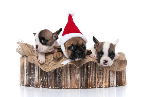 Tres Perros Bulldog Franceses Pie Refugio Madera Con Sombrero Navidad — Foto de Stock