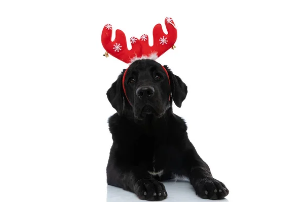 Leczyć Labrador Retriever Pies Noszenie Czerwonych Rogów Reniferów Leżąc Białym — Zdjęcie stockowe