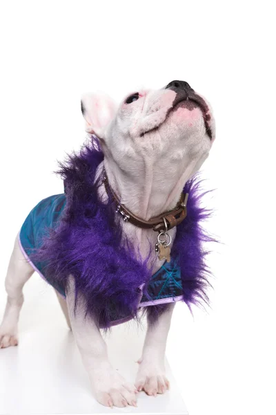 Cute french bulldog dressed in a purple fur coat looking up — Stock Photo, Image