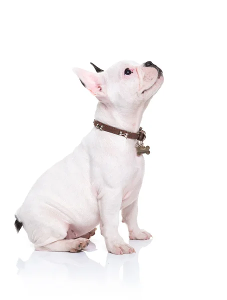 Французский бульдог щенок сидит и смотрит на что-то — стоковое фото