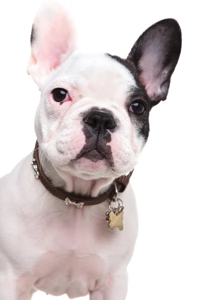 Close-up foto de um filhote de cachorro bulldog francês bonito — Fotografia de Stock