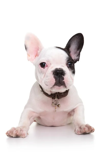 Baby Franse bulldog pup staande op de voorzijde paws — Stockfoto