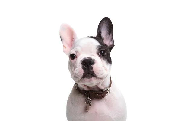 Cabeza de un perro perrito francés adorable — Foto de Stock