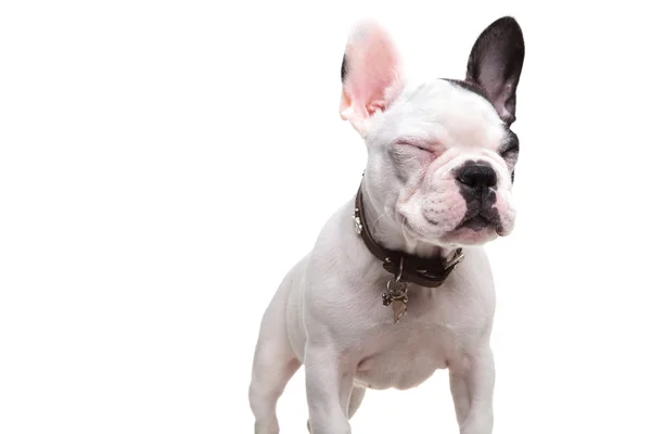 Liten fransk bulldog stående med ögonen stängda — Stockfoto