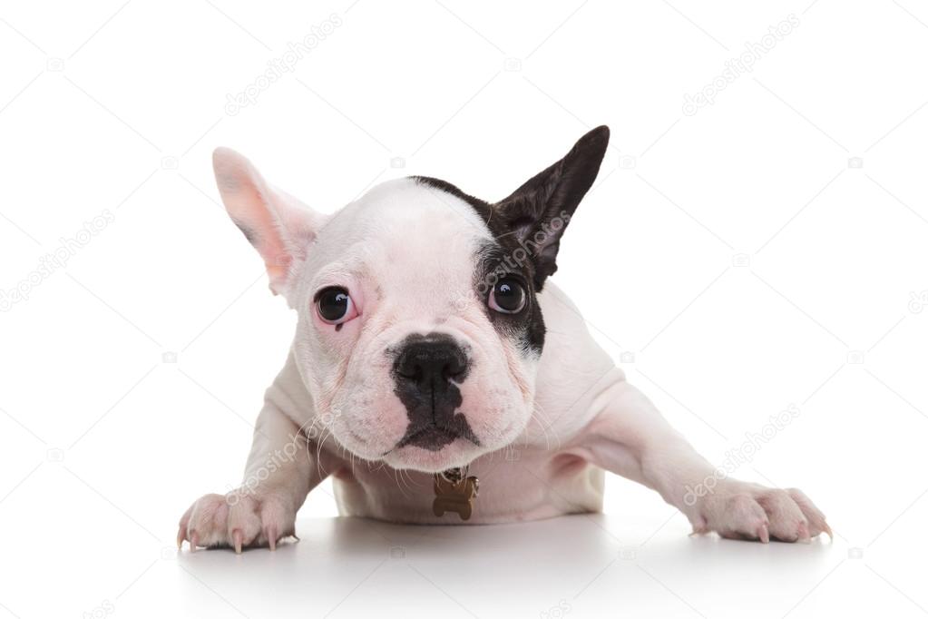shy and sad french bulldog puppy 