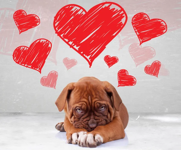 Shy love of a dog de bordeaux puppy — Stock Photo, Image