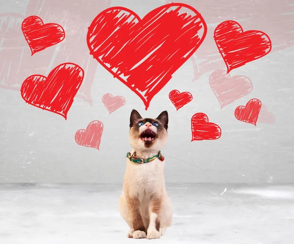 Gato maullando y mirando hacia arriba a los corazones de San Valentín — Foto de Stock