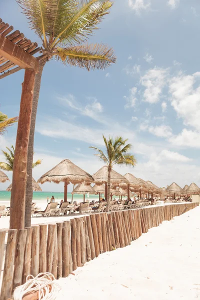 Palm tree, umbrellas and sunbeds — Stock Photo, Image