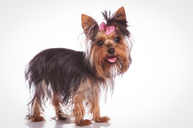 sevimli yorkshire terrier köpek yavrusu köpek ayakta 