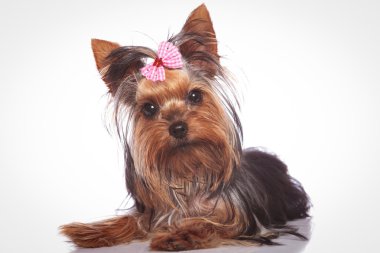 yalancılık aşağı meraklı küçük yorkshire terrier köpek yavrusu 