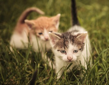 iki kedi çim bir yürüyor