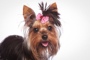 onun saç pembe fiyonk ile Yorkshire terrier köpek yavrusu