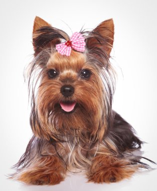mutlu yorkshire terrier köpek yavrusu köpek lye aşağı
