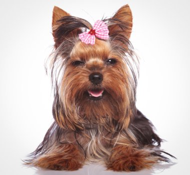 uykulu arıyorsunuz küçük yorkshire terrier yavru köpek