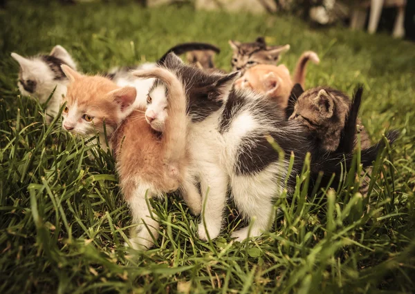 Ayakta ve otların arasında oynayan bebek kediler — Stok fotoğraf