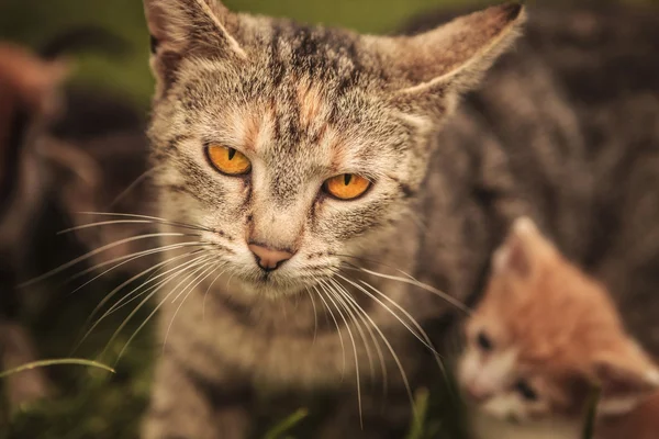 Мать-кошка и ее маленький детеныш в траве — стоковое фото