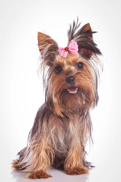 Seated yorkie puppy dog looking at the camera — Stock Photo, Image