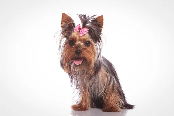 Aranyos yorkshire terrier kutya ülő-on háttér stúdió — Stock Fotó