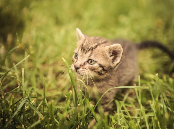 Curioso pequeño bebé gato en la hierba —  Fotos de Stock