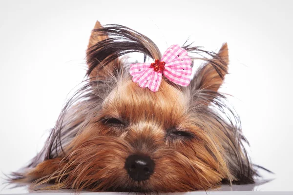 Tired little yorkshire terrier puppy dog is sleeping — Stock Photo, Image