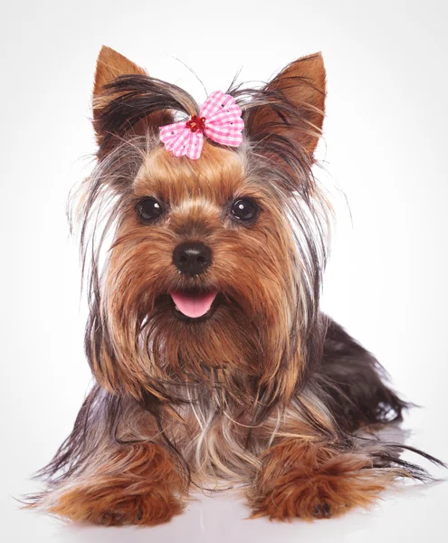 Happy yorkshire terrier puppy dog lye down — Stock Photo, Image