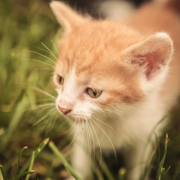 Closeup picture of a baby cat looking away — Stock Photo, Image