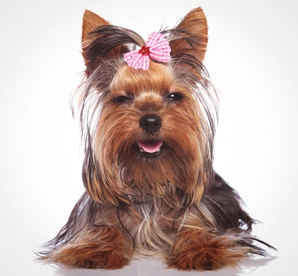 Mały pies szczenię yorkshire terrier patrząc senny — Zdjęcie stockowe