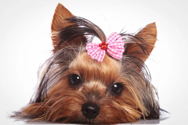 Yorkshire terrier puppy dog is lying down to rest — Stock Photo, Image