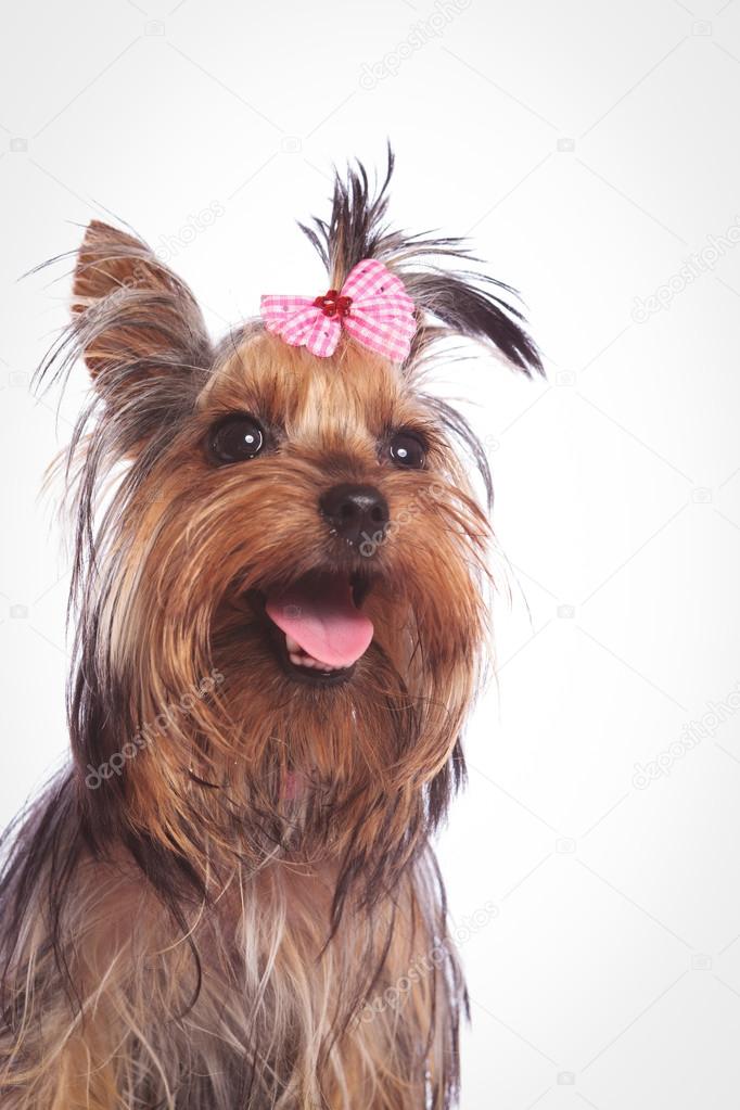 Yorkshire terrier puppy dog looking up with mouth open — Stock - Main Image