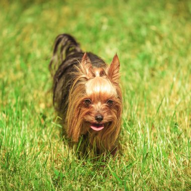 yorkshire terrier yavru köpeğe otların arasında yürüyüş