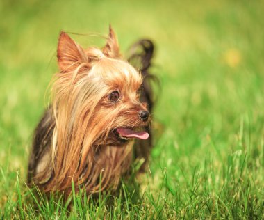 Yorkshire terrier yavru köpek dili dışarıda onun tarafına arıyor
