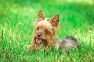oturmuş yorkshire terrier köpek yavrusu 