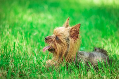 bir sevimli yorkshire terrier köpek yavrusu köpek misin, yan görünüm