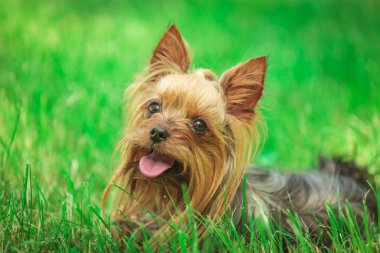 mutlu yorkshire terrier yavru köpeğe otların arasında nefes nefese