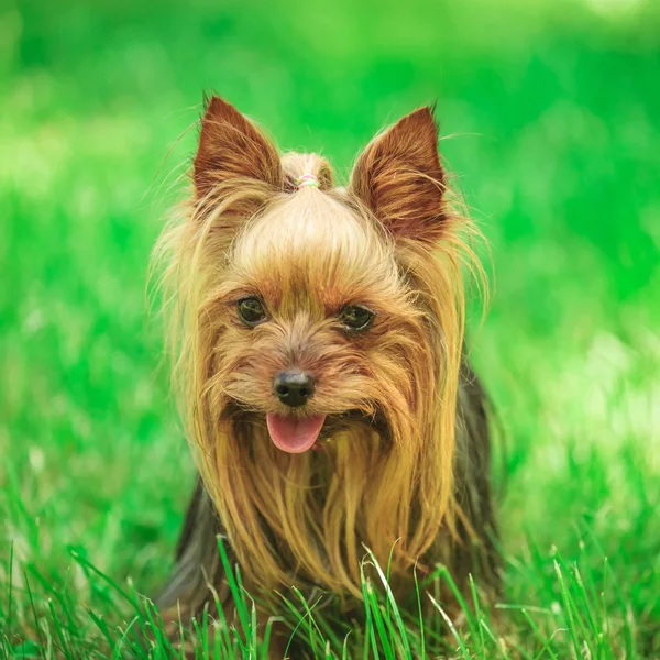 Face of a cute yorkshire terrier puppy dog in the grass — Stock Photo, Image