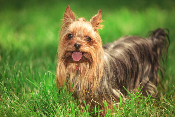 beautiful yorkshire terrier puppy dog standing in the grass