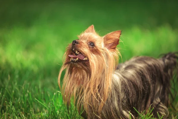 Curioso bonito yorkshire terrier cachorro cão está olhando para cima — Fotografia de Stock