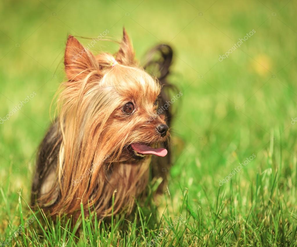 东莞常平约克夏电话_东莞常平约克夏价格-58同城, image size:1023x853