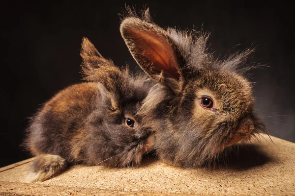 Couple of adorable lion head bunny rabbits with ears up — Stok fotoğraf