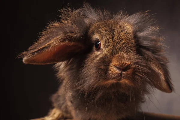 Imagen de cerca de un lindo conejo cabeza de león conejo — Foto de Stock