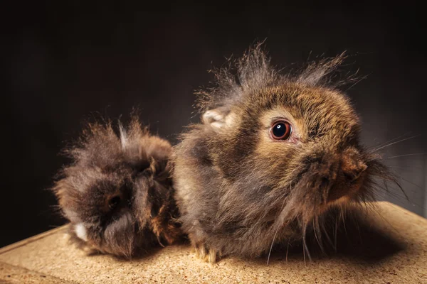 Dos lindo león cabeza conejito conejos — Foto de Stock