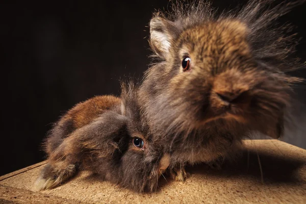 Engraçado e bonito leão cabeça coelho coelho casal — Fotografia de Stock