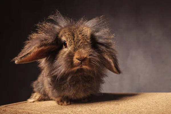 Fluffy little lion head bunny rabbit — Stok fotoğraf