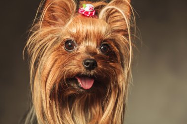 mutlu küçük yorkshire terrier köpek yavrusu köpek SK portre resmi