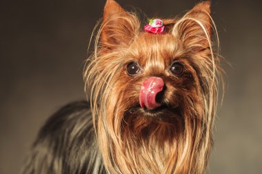 onun burun ve crawing yalama yorkshire terrier yavru köpek muamelesi yapıyor